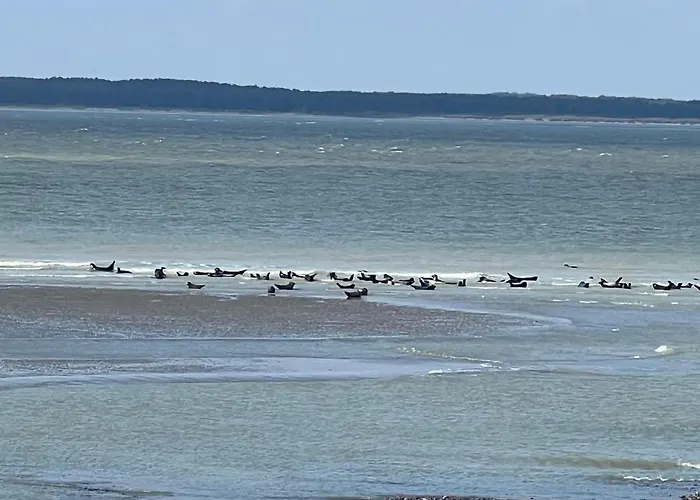 à 50m Rêves Ensoleillés Les Bains De Appartement Mers-les-Bains